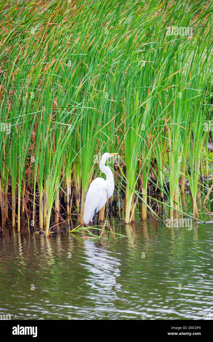 Airone bianco in uno stagno con ance in Tayrona Parco Nazionale in Colombia Foto Stock