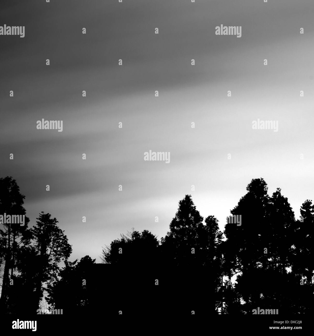 Alberi in Yamato, nella prefettura di Kanagawa, Giappone Foto Stock