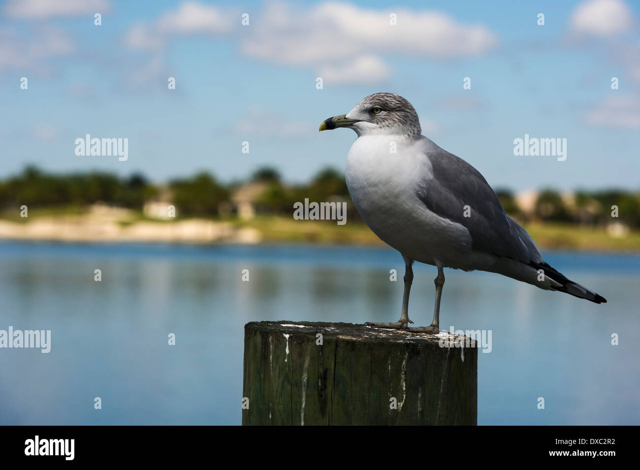 Seagull arroccato su un impilamento nella Florida Centrale USA Foto Stock