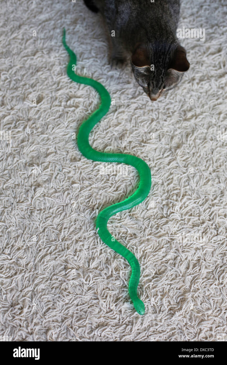 Un gatto giocare con una gomma verde serpente. Foto Stock