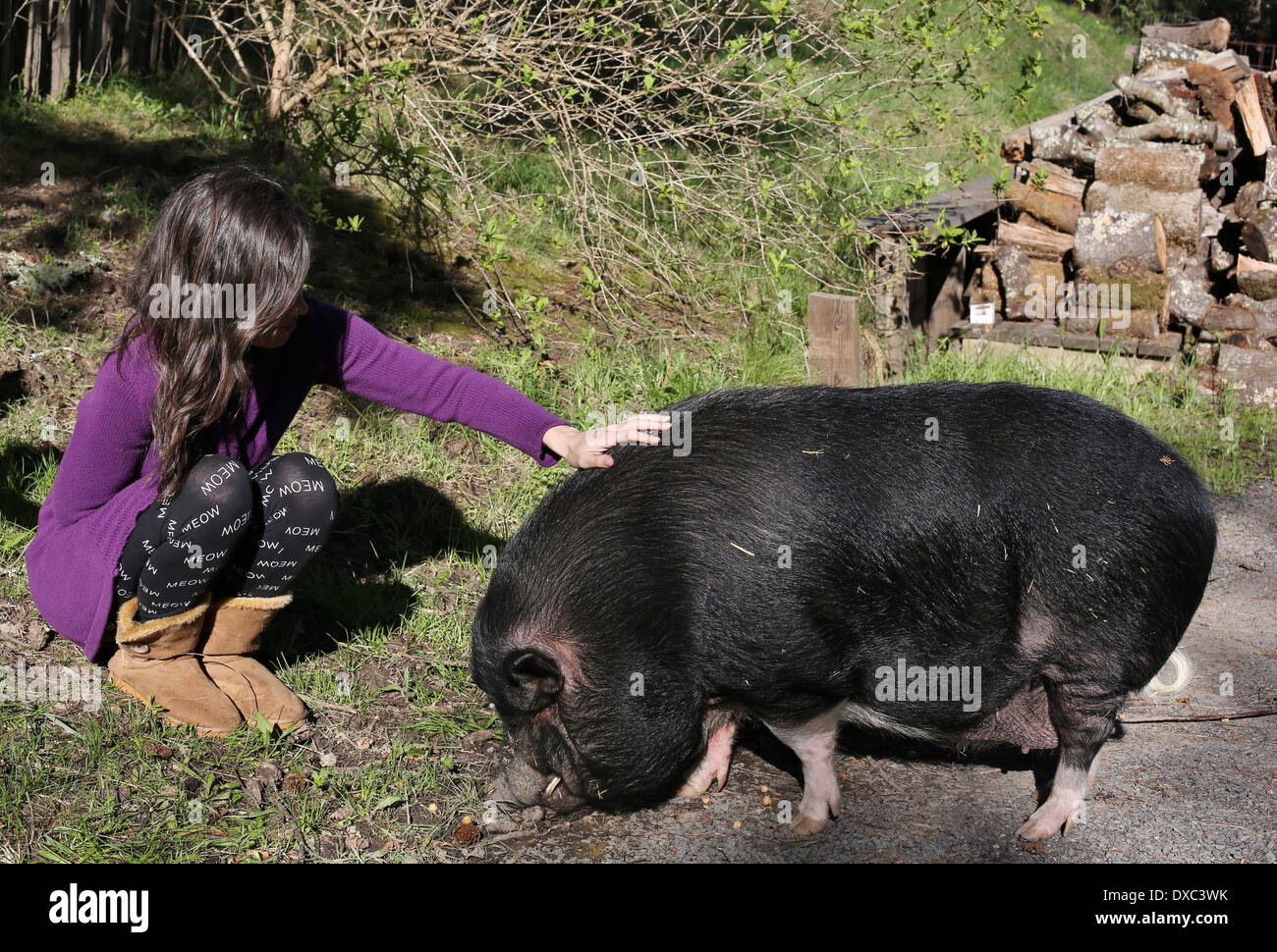 Una giovane donna petting un maiale di grandi dimensioni Foto stock - Alamy