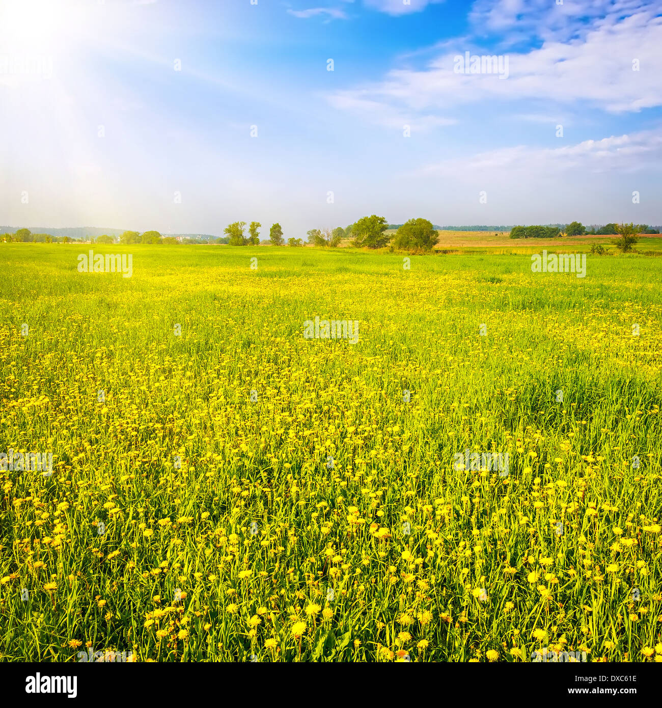 Paesaggio estivo Foto Stock