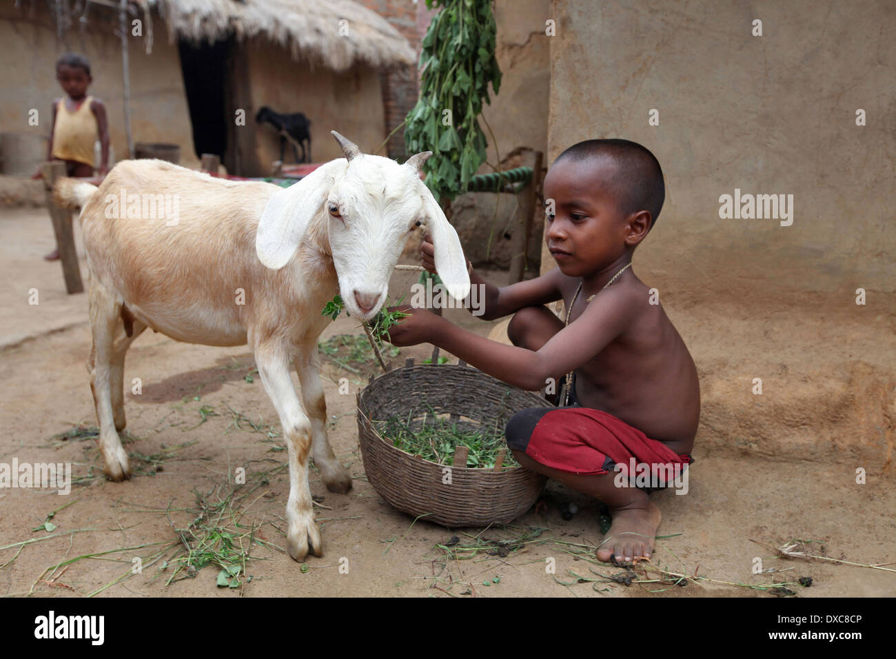 Alimentazione bambino baby capra, Mahato tribale, CJamkudar Village, Distretto di Bokaro nello stato del Jharkhand, India Foto Stock