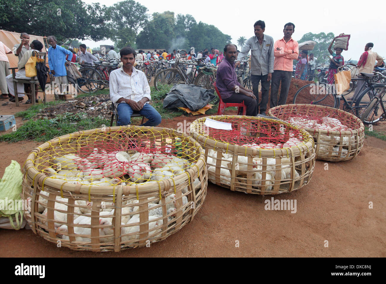 Ai polli da carne conservata in cestini di canna per la vendita. Ashavihar mercato tribale, Bokaro, nello stato del Jharkhand, India Foto Stock
