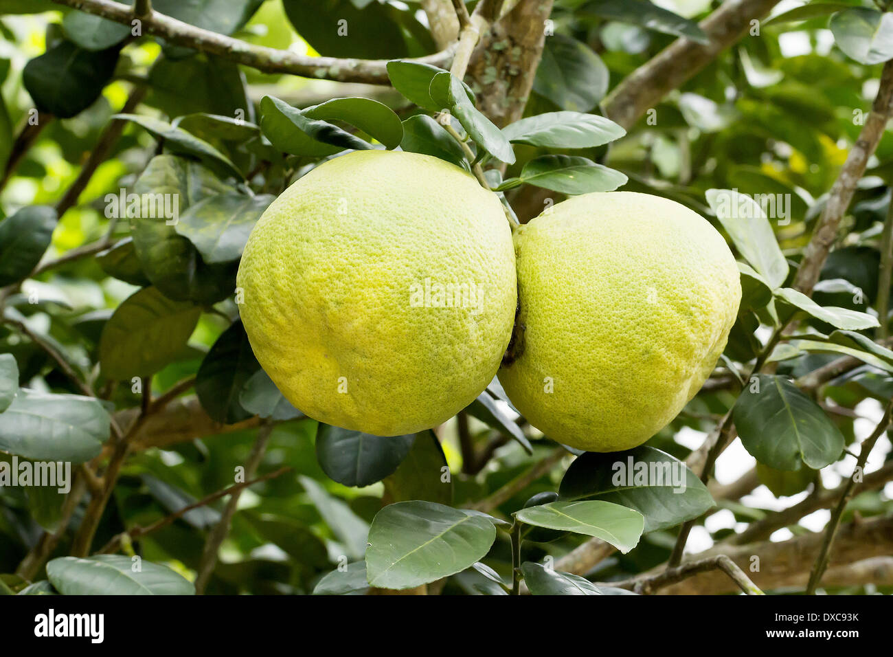 Frutti di pomelo su tree (Citrus maxima Merr Foto stock - Alamy