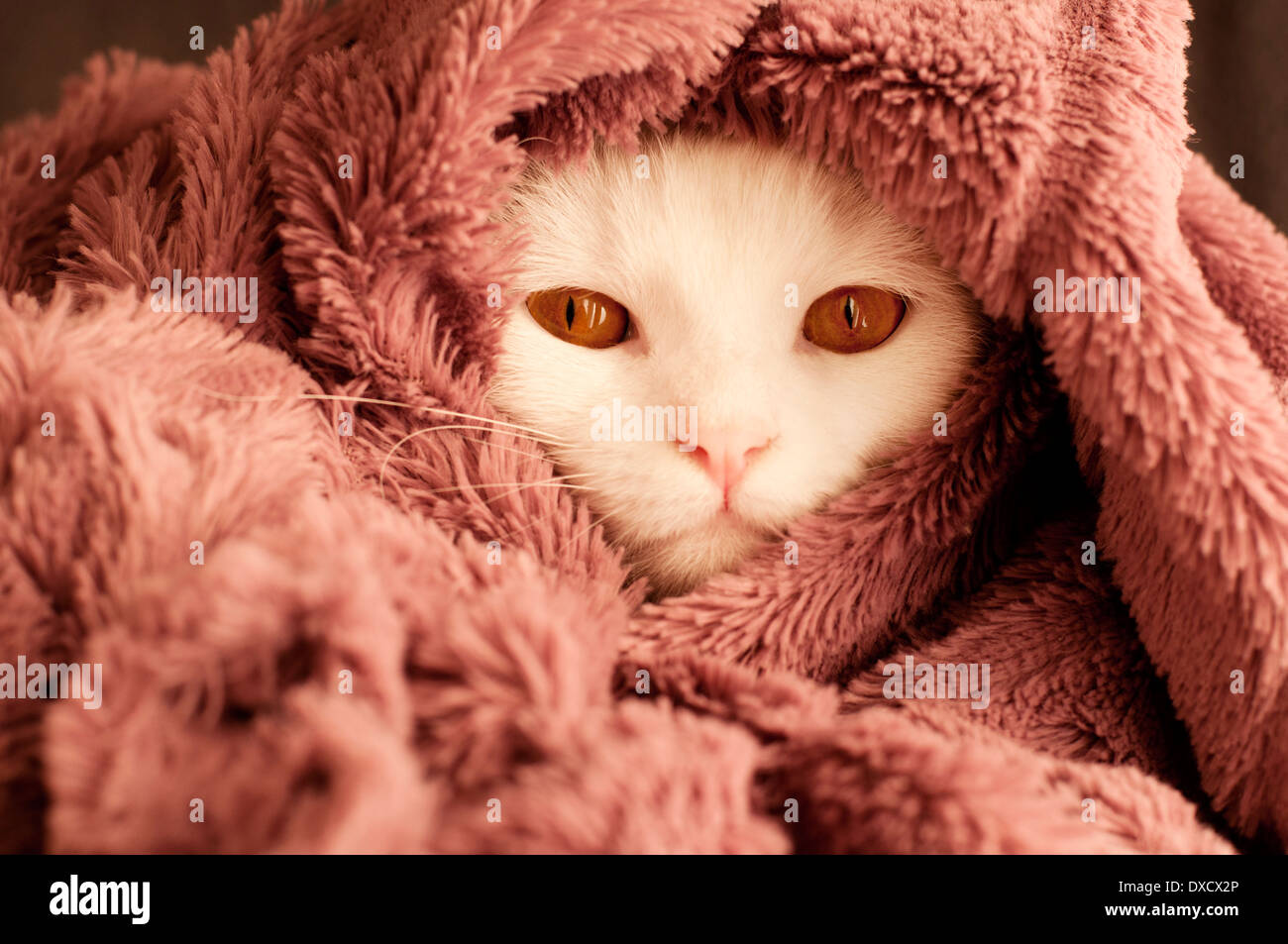 Gatto sotto coperta Foto Stock