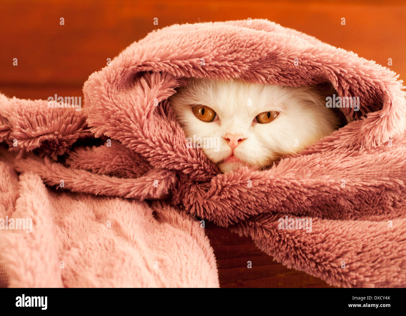 Gatto sotto coperta Foto stock - Alamy