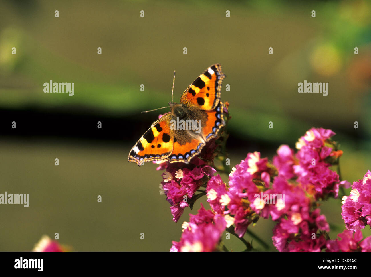 Immagine editoriale di una piccola tartaruga Butterfly Foto Stock