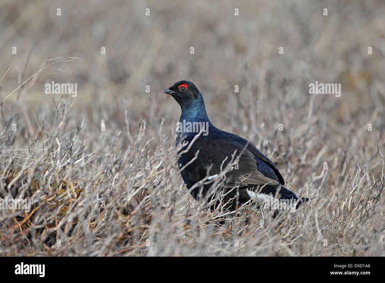 Maschio di gallo forcello in bruciato heather Foto Stock