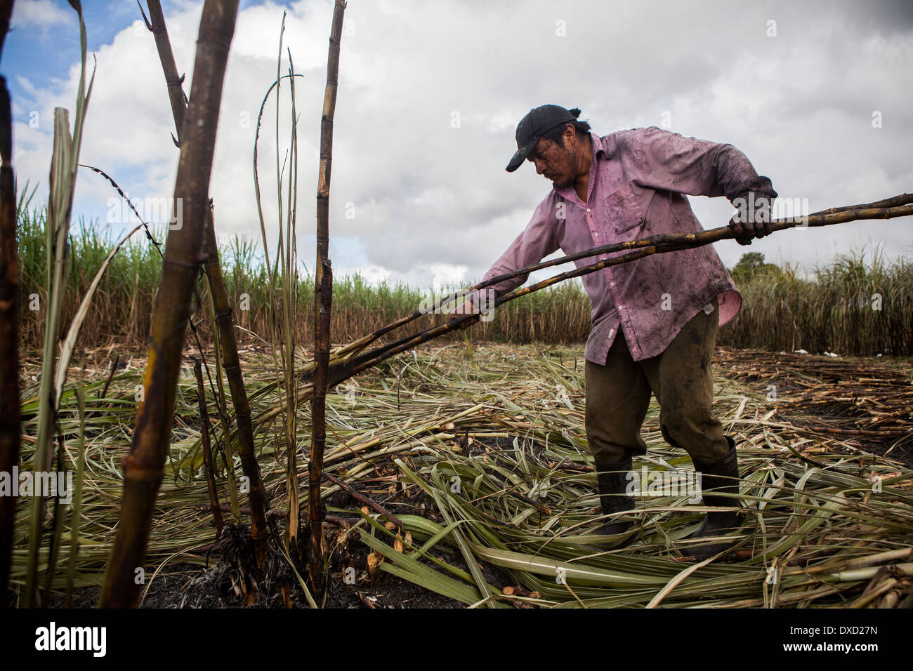 Una canna da zucchero agricoltore raccolti sulla canna da zucchero una piantagione in Belize. La canna da zucchero è trasformati e venduti come Fairtrade zucchero Foto Stock