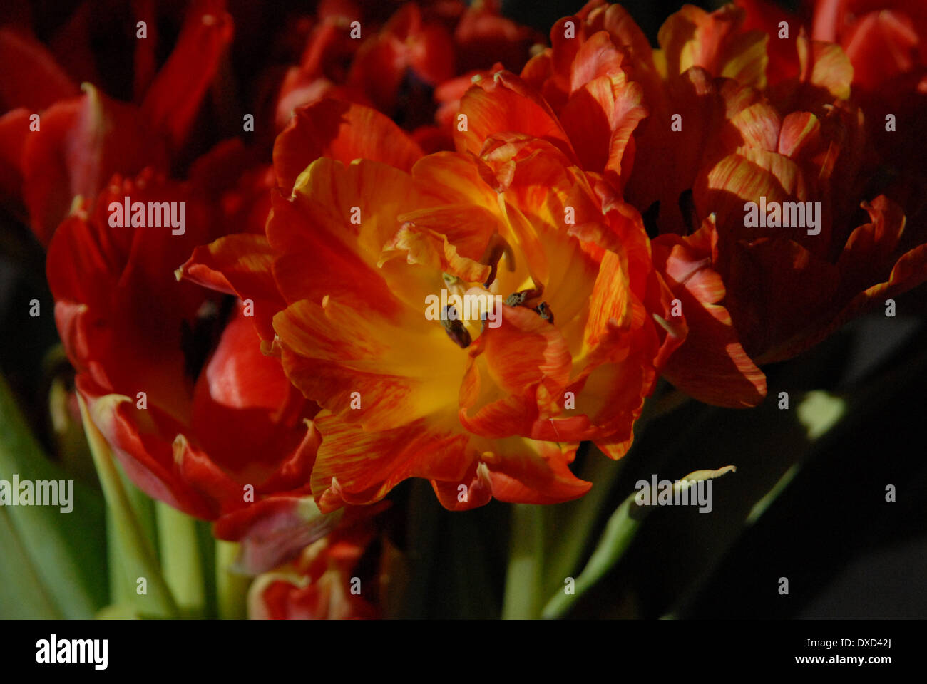 Mazzo di tulipani. Foto Stock