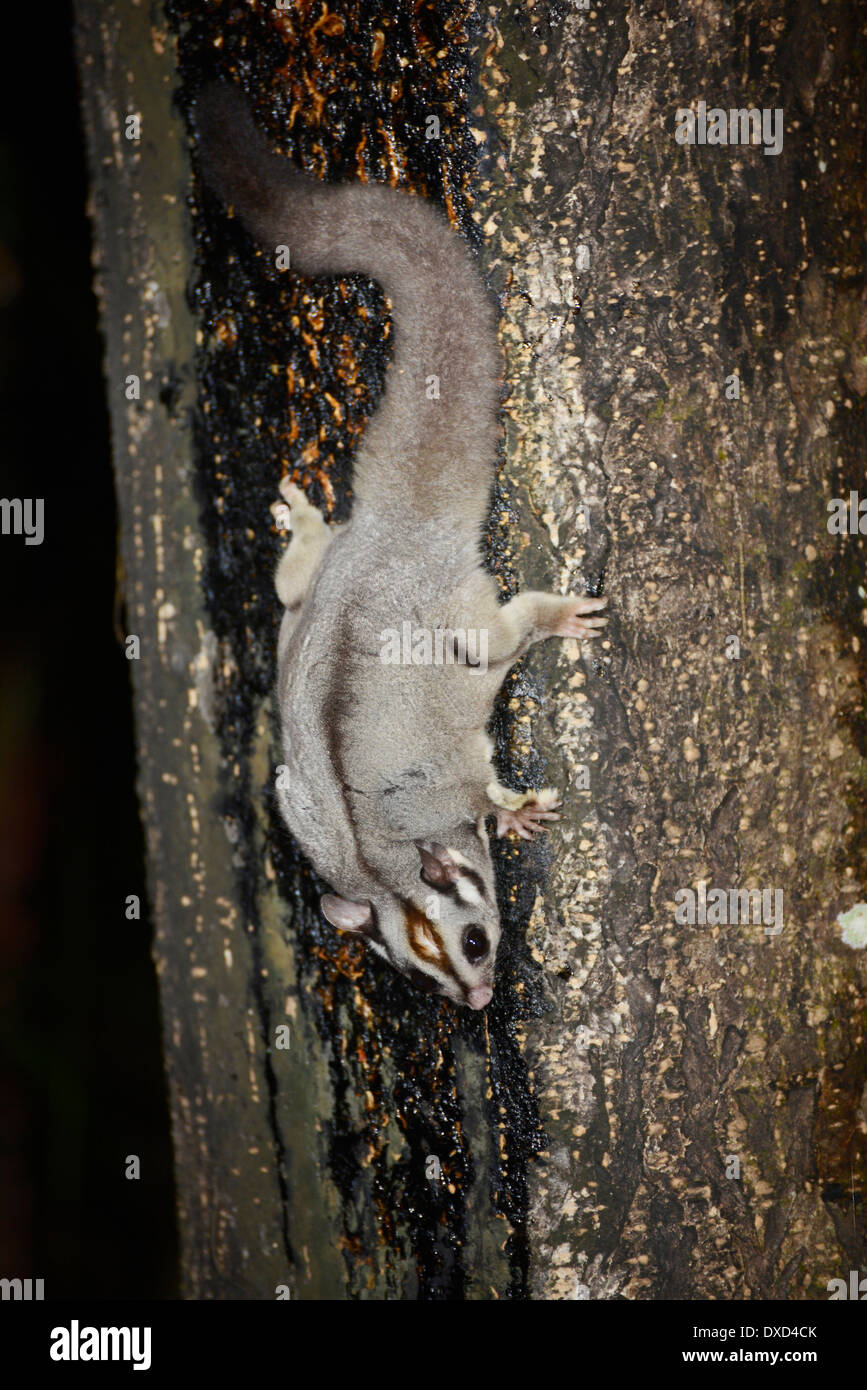 Sugar glider (Petaurus breviceps) alimentazione su albero SAP. Foto Stock
