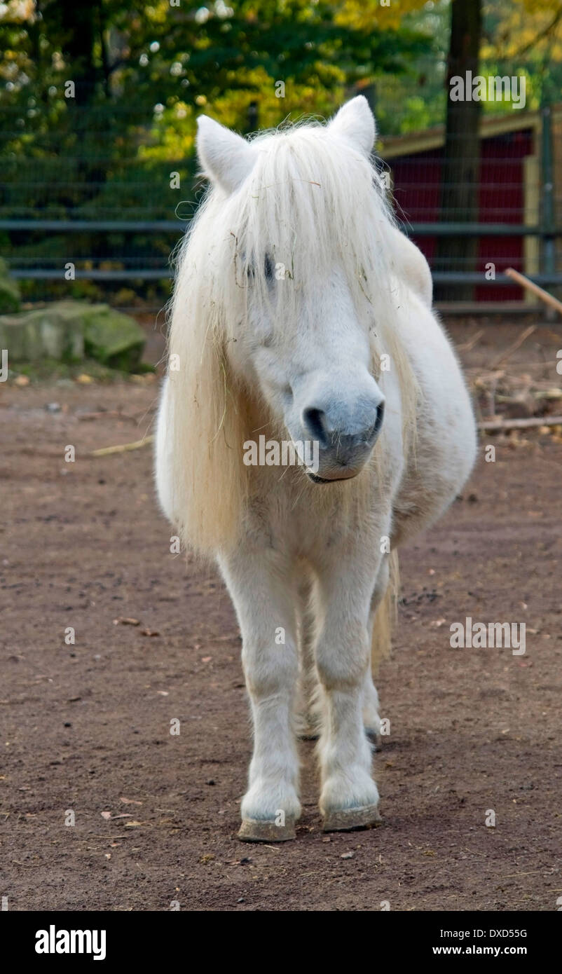 Scatto frontale di un pony bianco nel settore agricolo indietro Foto Stock