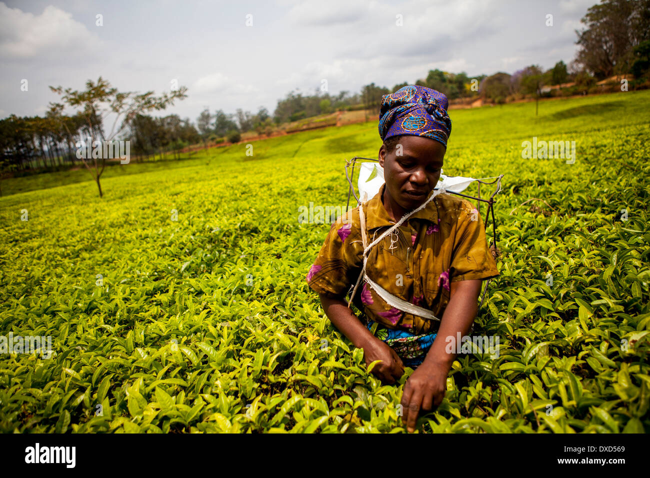 Donna tea plucker picking Fairtrade tea in un lussureggiante piantagione di tè in Malawi, Africa Foto Stock