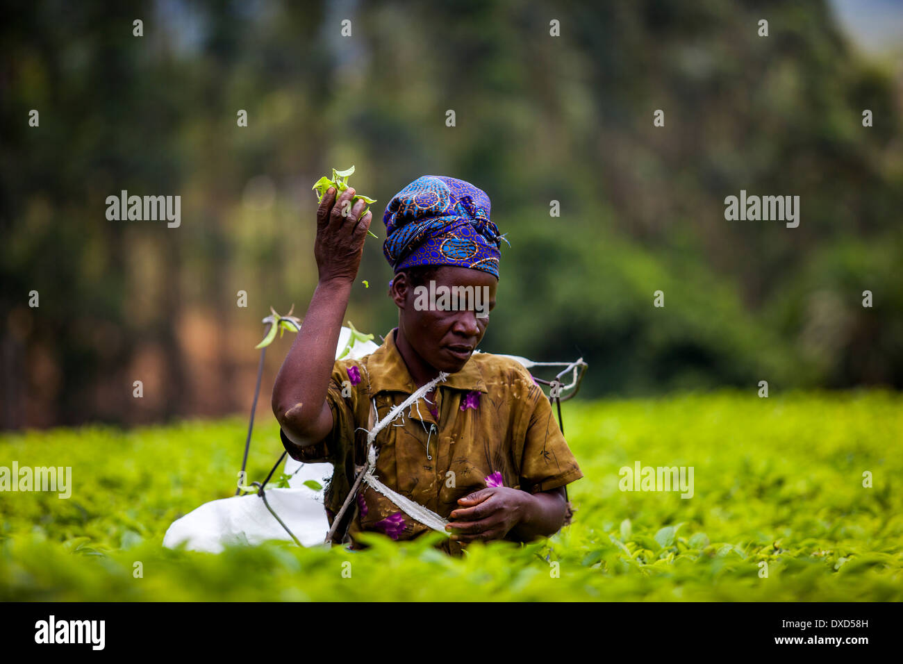 Donna tea plucker picking Fairtrade tea in un lussureggiante piantagione di tè in Malawi, Africa Foto Stock