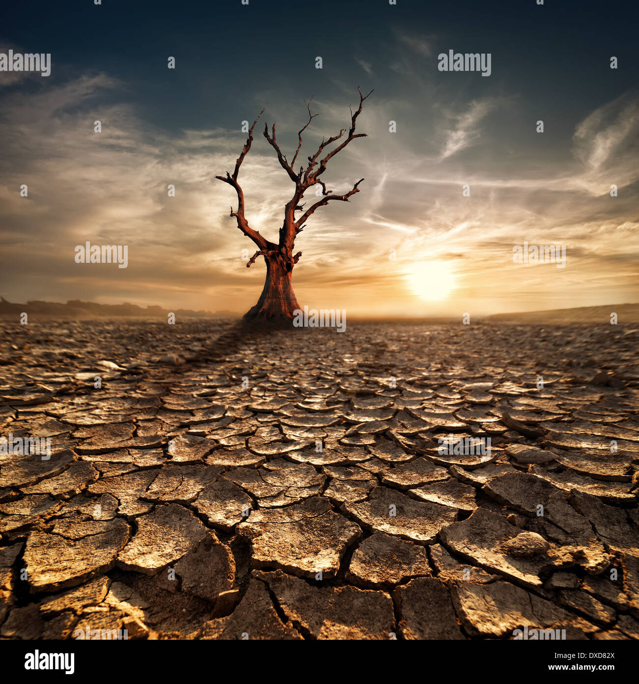 Il riscaldamento globale del concetto. Lonely albero morto sotto il drammatico tramonto Cielo a siccità incrinato il paesaggio del deserto Foto Stock