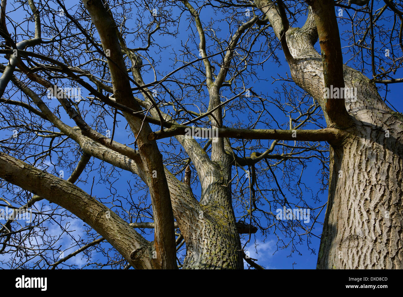 Grande vecchio tronco di albero con rami e cielo blu senza lascia la Germania Großer alter Baumstamm mit Ästen Zweigen bei blauem Himmel Foto Stock