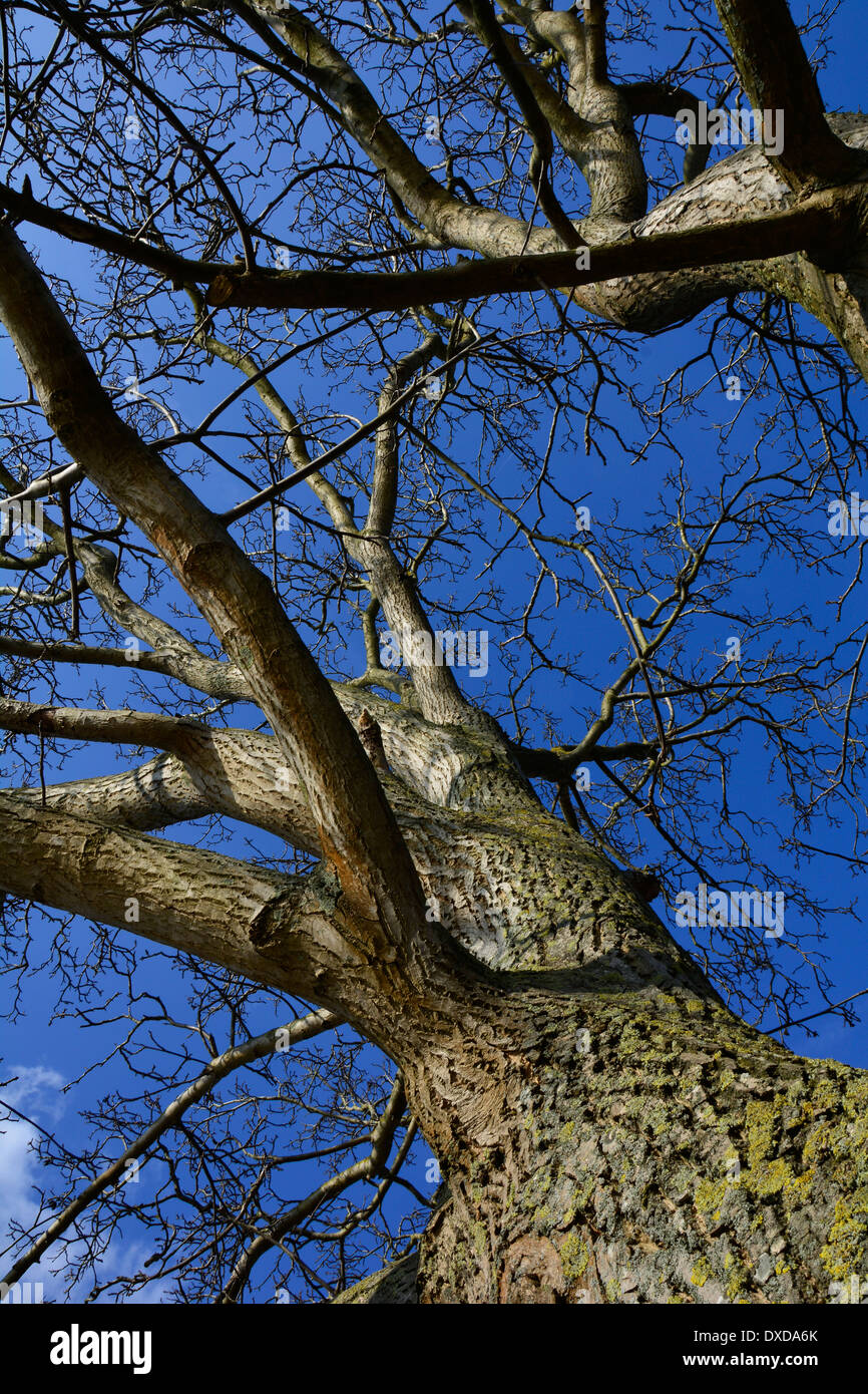 Vista su un grande vecchio tronco di albero senza foglie e cielo blu Germania Blick auf einen großen alten Baum Baumstamm mit blauem Himmel Foto Stock