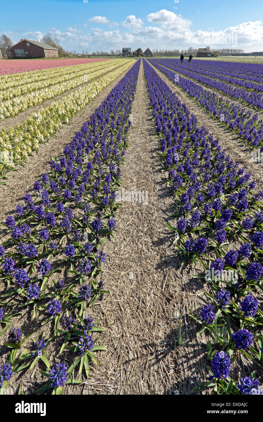 Tempo di primavera nei Paesi Bassi: un ampio angolo di visione di colorati giacinti, fioritura a pieno picco a Noordwijk, South Holland. Foto Stock