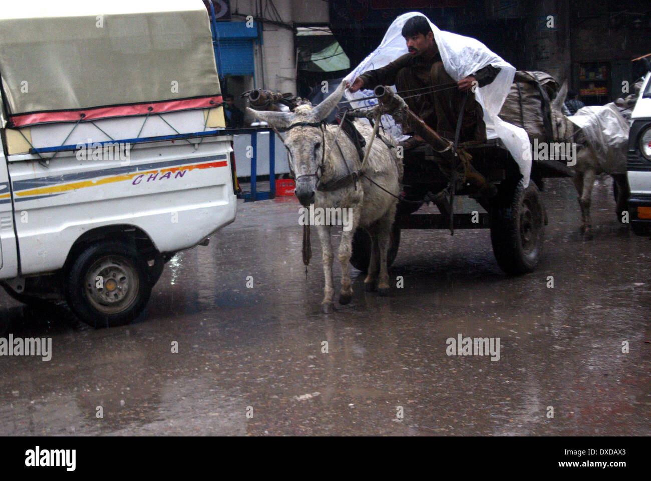 Peshawar. 24 Mar, 2014. Un uomo che cavalca un carrello sotto la pioggia nel nord-ovest del Pakistan Peshawar il 24 marzo 2014. La pioggia continua in molte parti del paese nelle ultime 24 ore. Credito: Ahmad Sidique/Xinhua/Alamy Live News Foto Stock