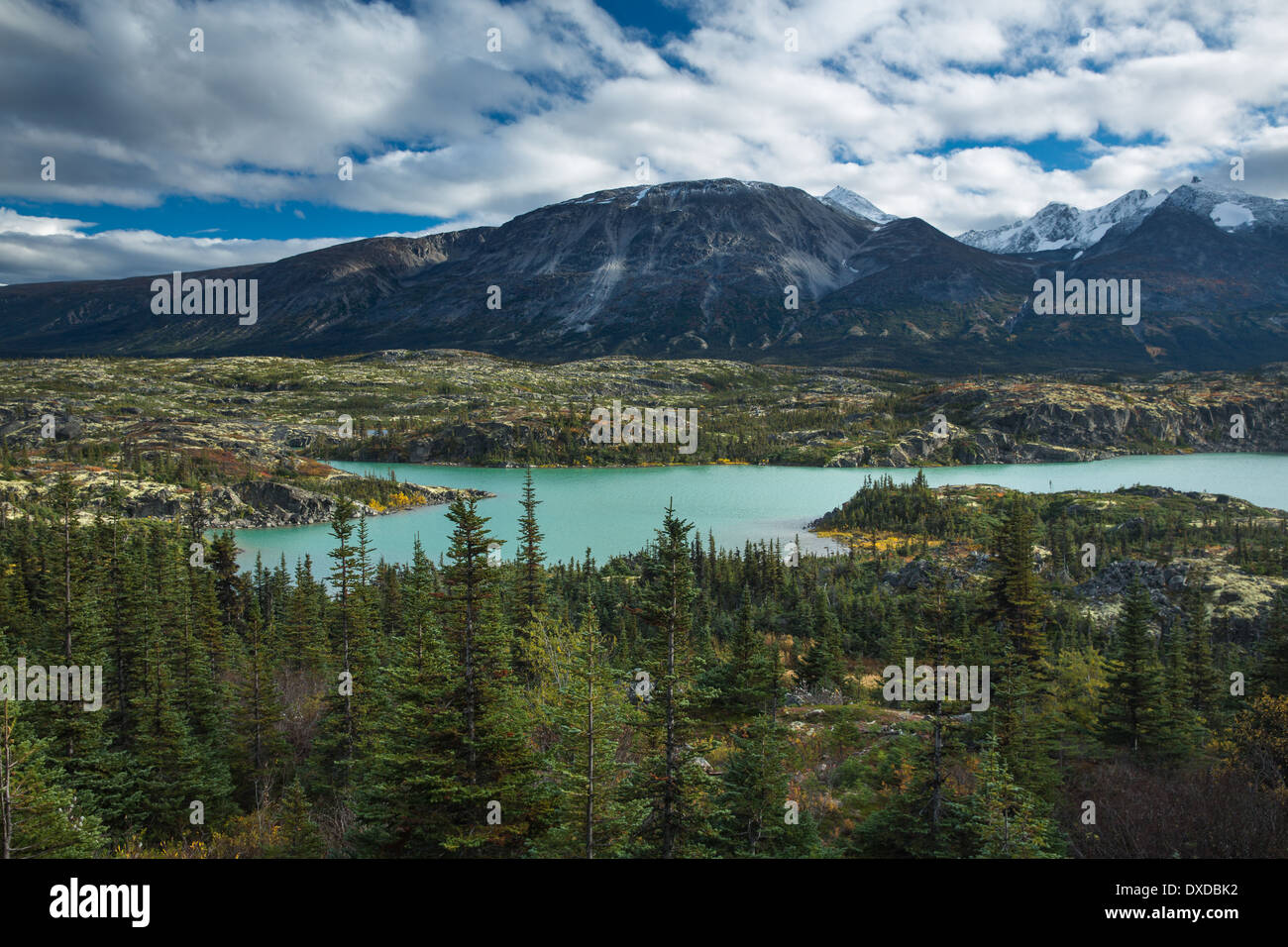 I prati alpini intorno Fraser, Sud Klondike Highway, British Columbia, Canada Foto Stock