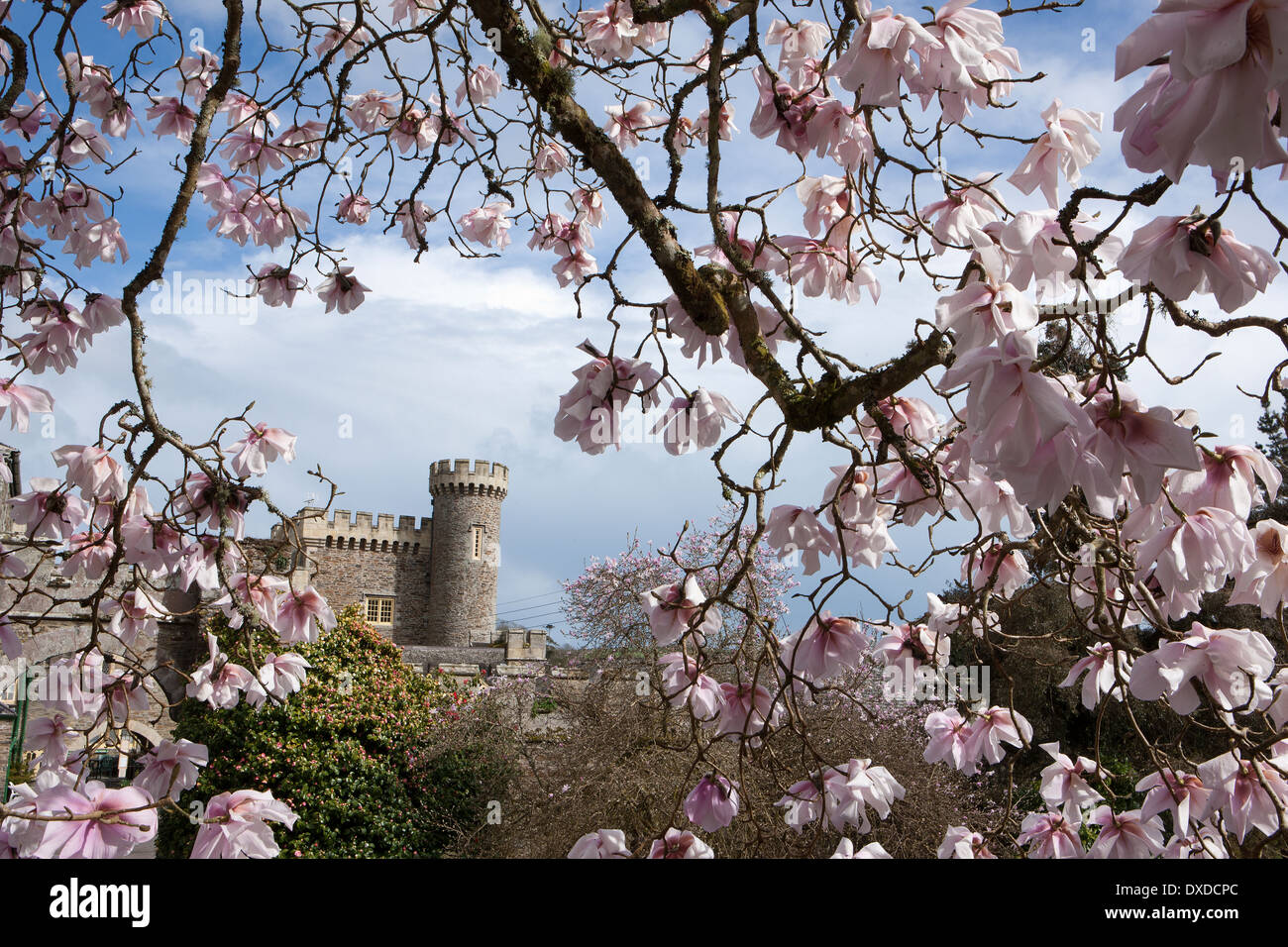 Magnolia sargentiana var robusta uno degli impianti a Caerhays Castle nel sud della Cornovaglia, i giardini hanno 450 piante di magnolia. Foto Stock Magnolia sargentiana var robusta uno degli impianti a Caerhays Castle nel sud della Cornovaglia, i giardini hanno 450 piante di magnolia. Foto Stock