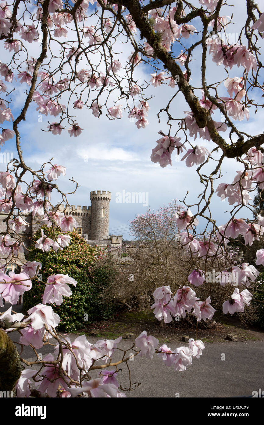 Magnolia sargentiana var robusta uno degli impianti a Caerhays Castle nel sud della Cornovaglia, i giardini hanno 450 piante di magnolia. Foto Stock