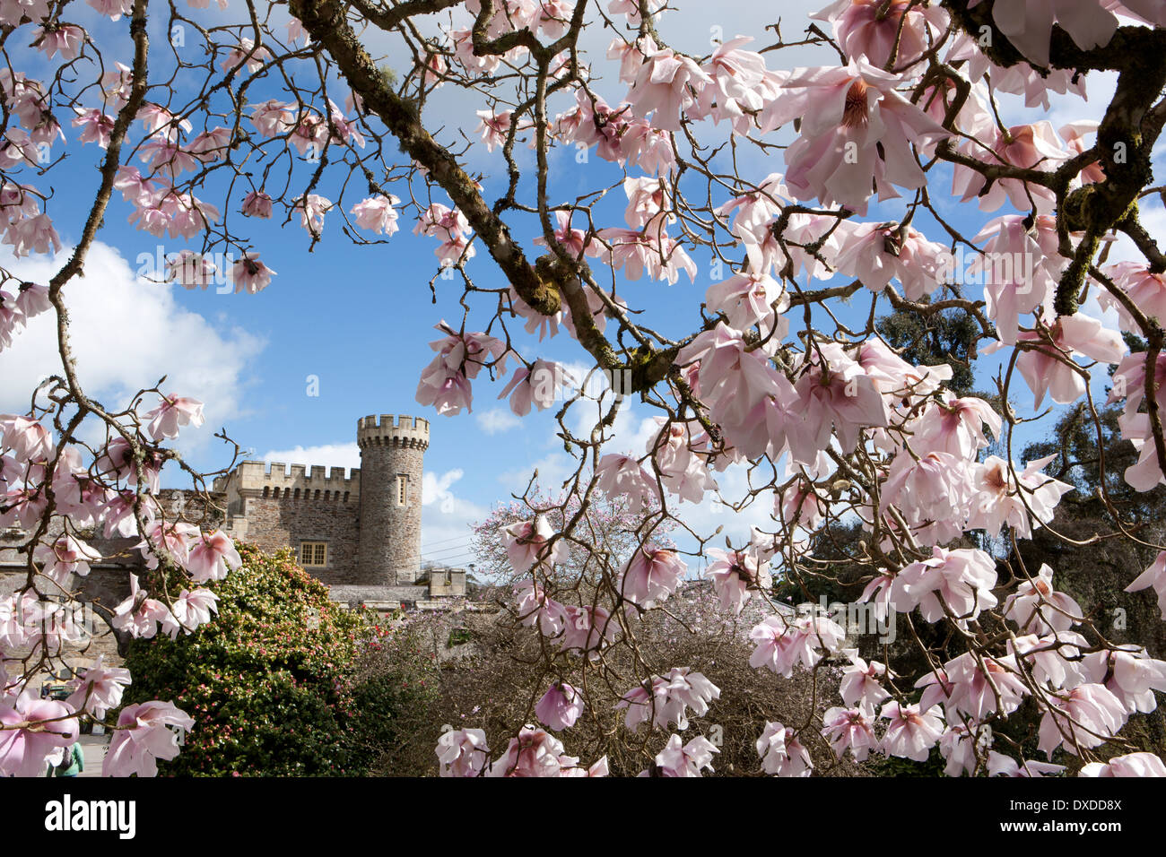 Magnolia sargentiana var robusta uno degli impianti a Caerhays Castle nel sud della Cornovaglia, i giardini hanno 450 piante di magnolia. Foto Stock Magnolia sargentiana var robusta uno degli impianti a Caerhays Castle nel sud della Cornovaglia, i giardini hanno 450 piante di magnolia. Foto Stock