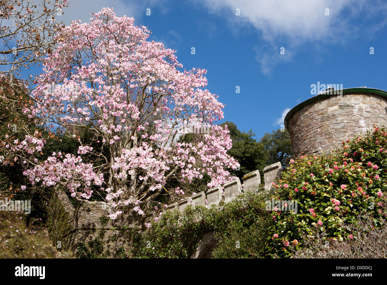 Una delle più belle collezioni di magnolie e camelie in paese a Caerhays Castle sulla costa meridionale della Cornovaglia Foto Stock Una delle più belle collezioni di magnolie e camelie in paese a Caerhays Castle sulla costa meridionale della Cornovaglia Foto Stock