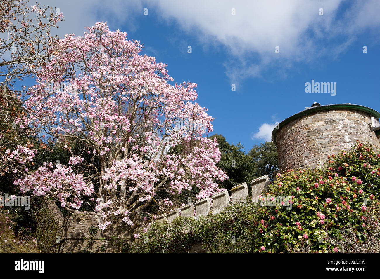 Una delle più belle collezioni di magnolie e camelie in paese a Caerhays Castle sulla costa meridionale della Cornovaglia Foto Stock Una delle più belle collezioni di magnolie e camelie in paese a Caerhays Castle sulla costa meridionale della Cornovaglia Foto Stock