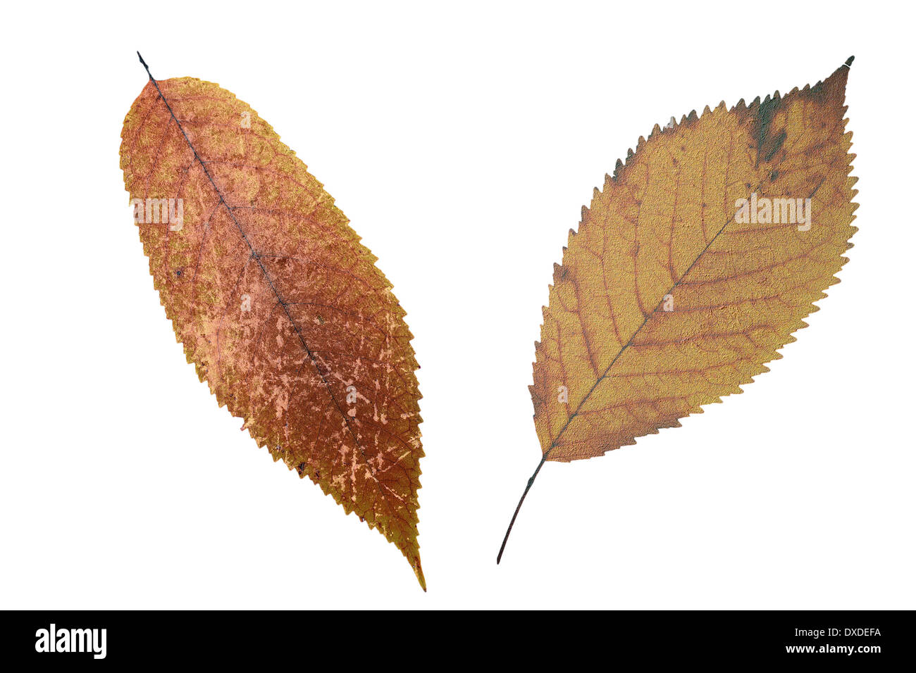 Abstract grungy sbiadito foglie di ciliegio, angosciate a trama della superficie del fogliame, isolamento su sfondo bianco Foto Stock