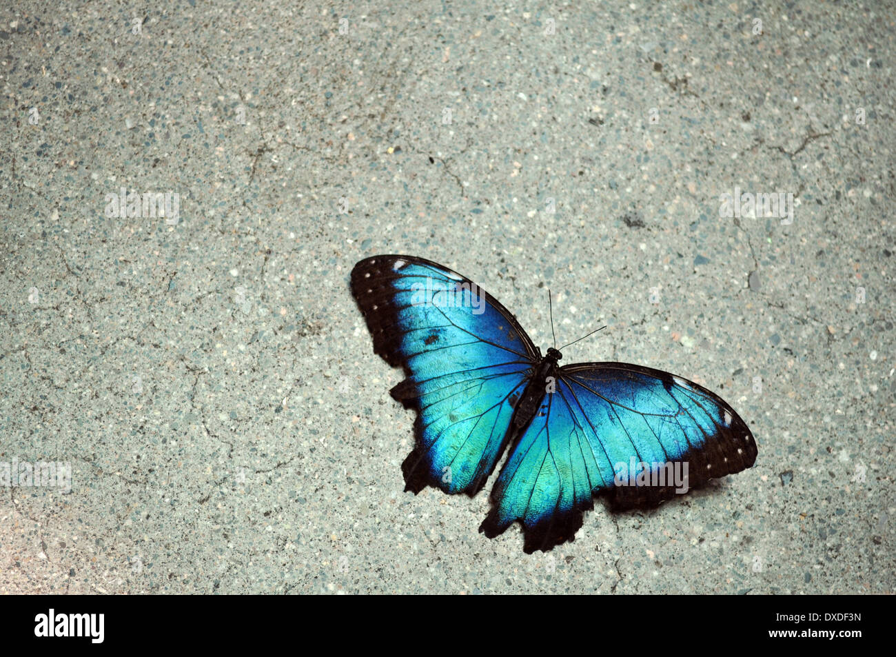 Un blue butterfly. Foto Stock