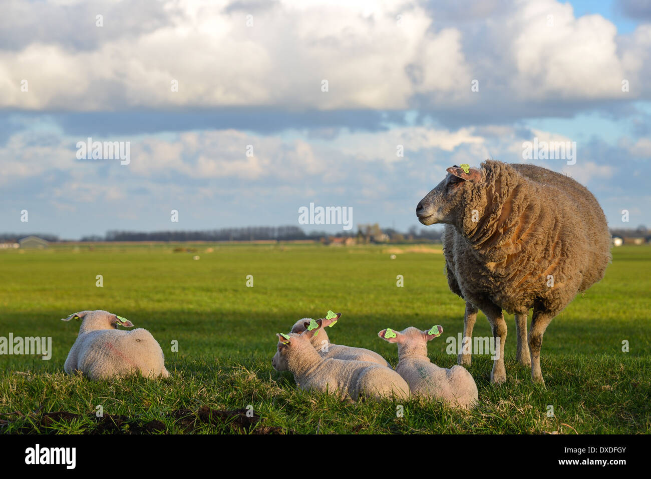Le pecore e gli agnelli nel prato in Paesi Bassi Foto Stock