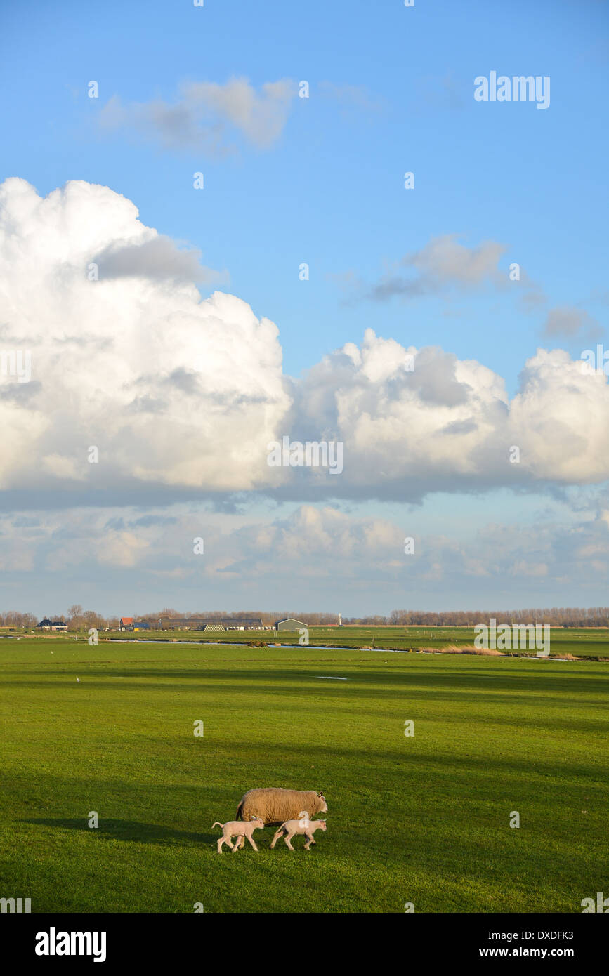 Le pecore e gli agnelli nel prato in Paesi Bassi Foto Stock