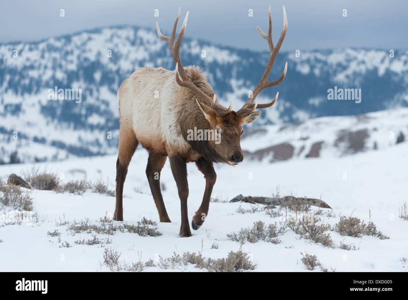 Bull Elk (Cervus elaphus), il Parco Nazionale di Yellowstone, Wyoming Foto Stock