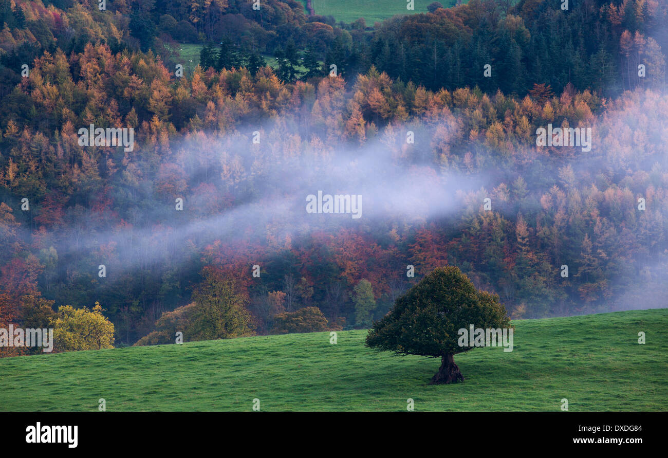 I colori autunnali e la nebbia nella Dee Valley (Dyffryn Dyfrdwy) nelle vicinanze del Llangollen, Denbighshire, Galles Foto Stock