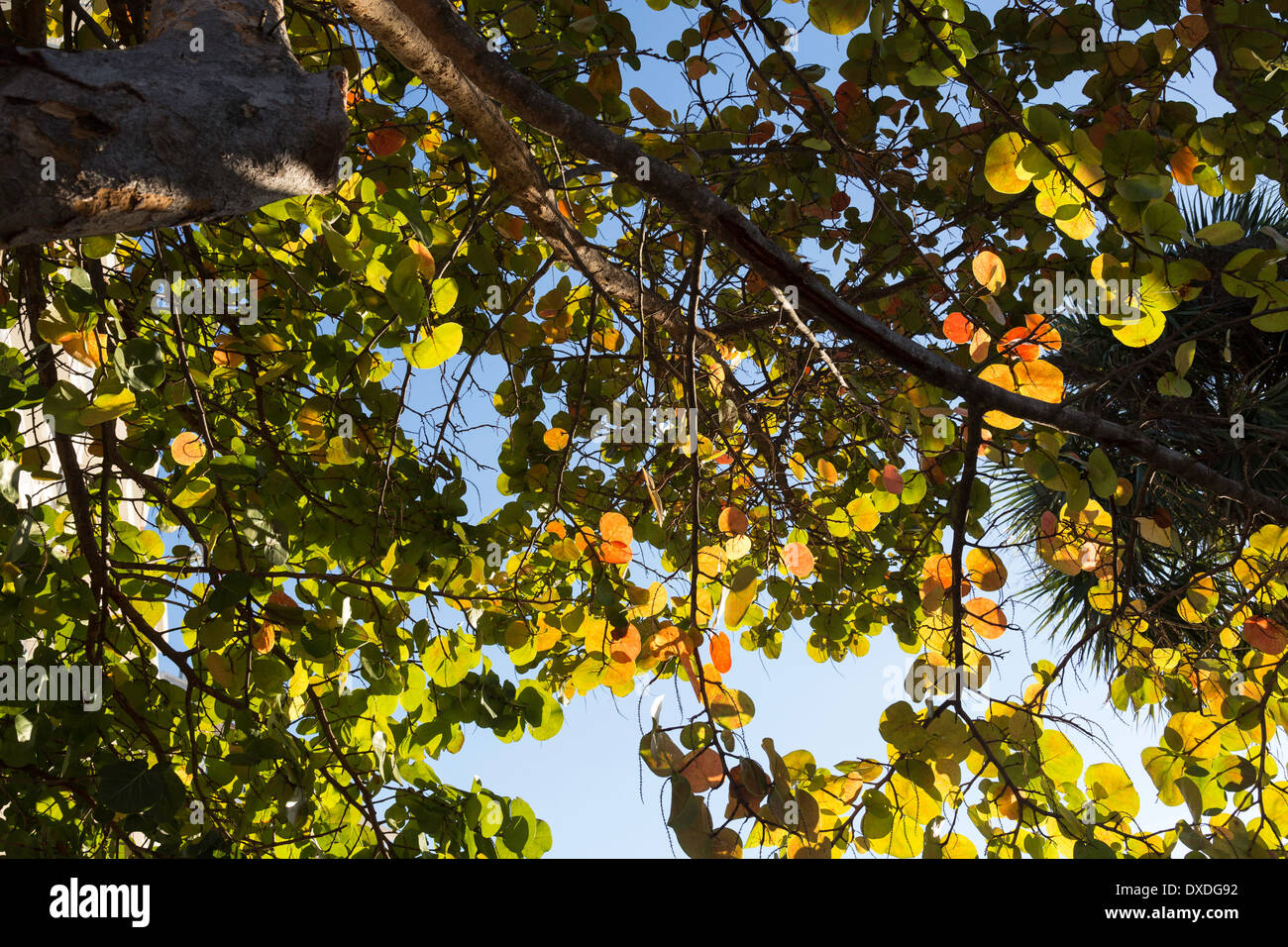 Le Uve del mare la vegetazione, Fort Lauderdale, Florida Foto Stock