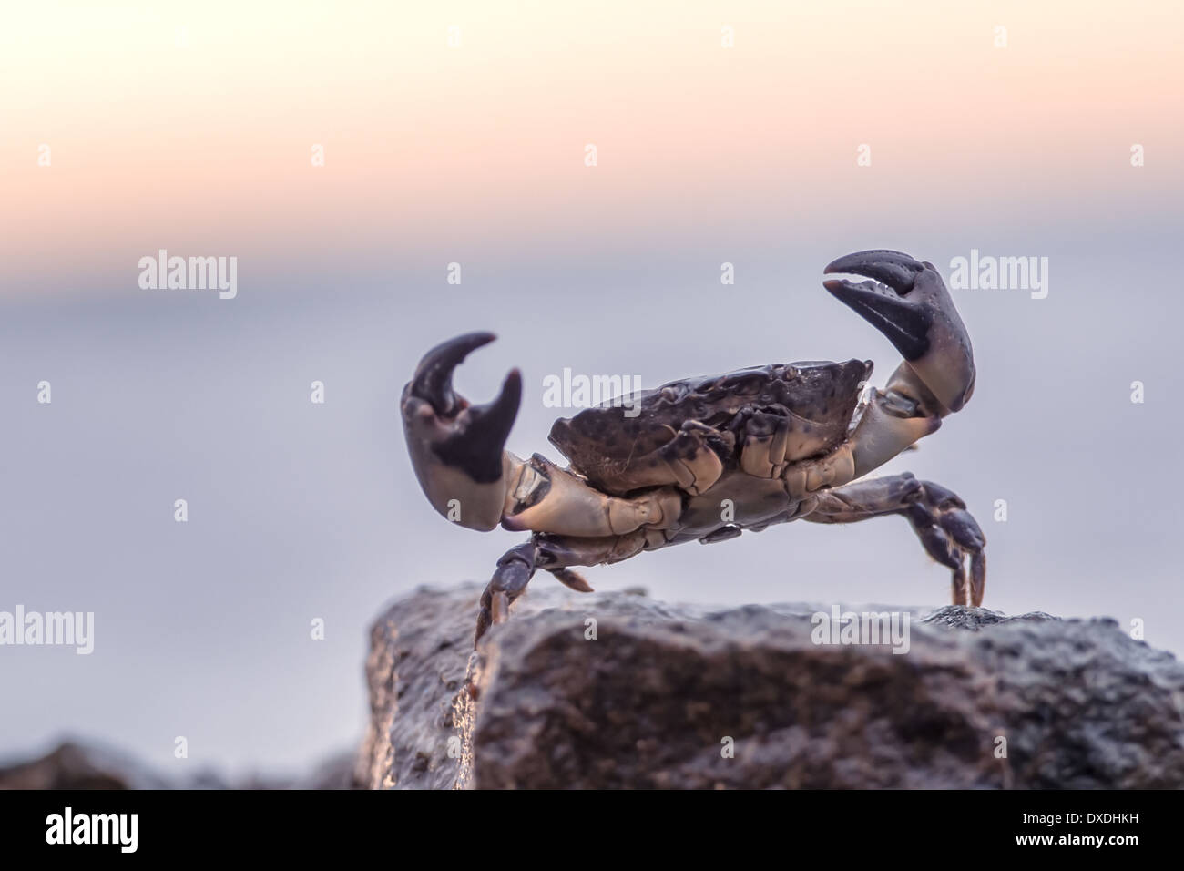 Granchio di mare sulla roccia vicino fino Foto Stock