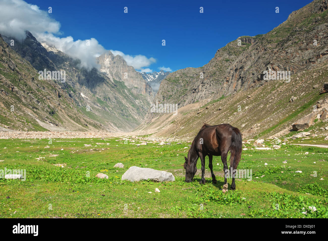 Marrone a cavallo in montagna collina Foto Stock