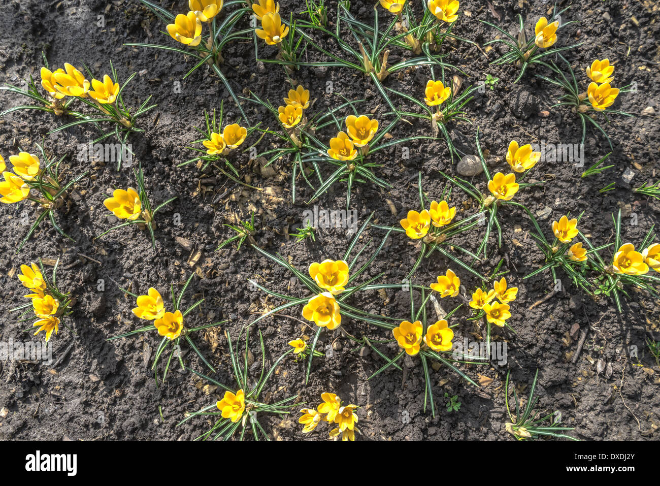 Fiore di primavera crocus close up Foto Stock
