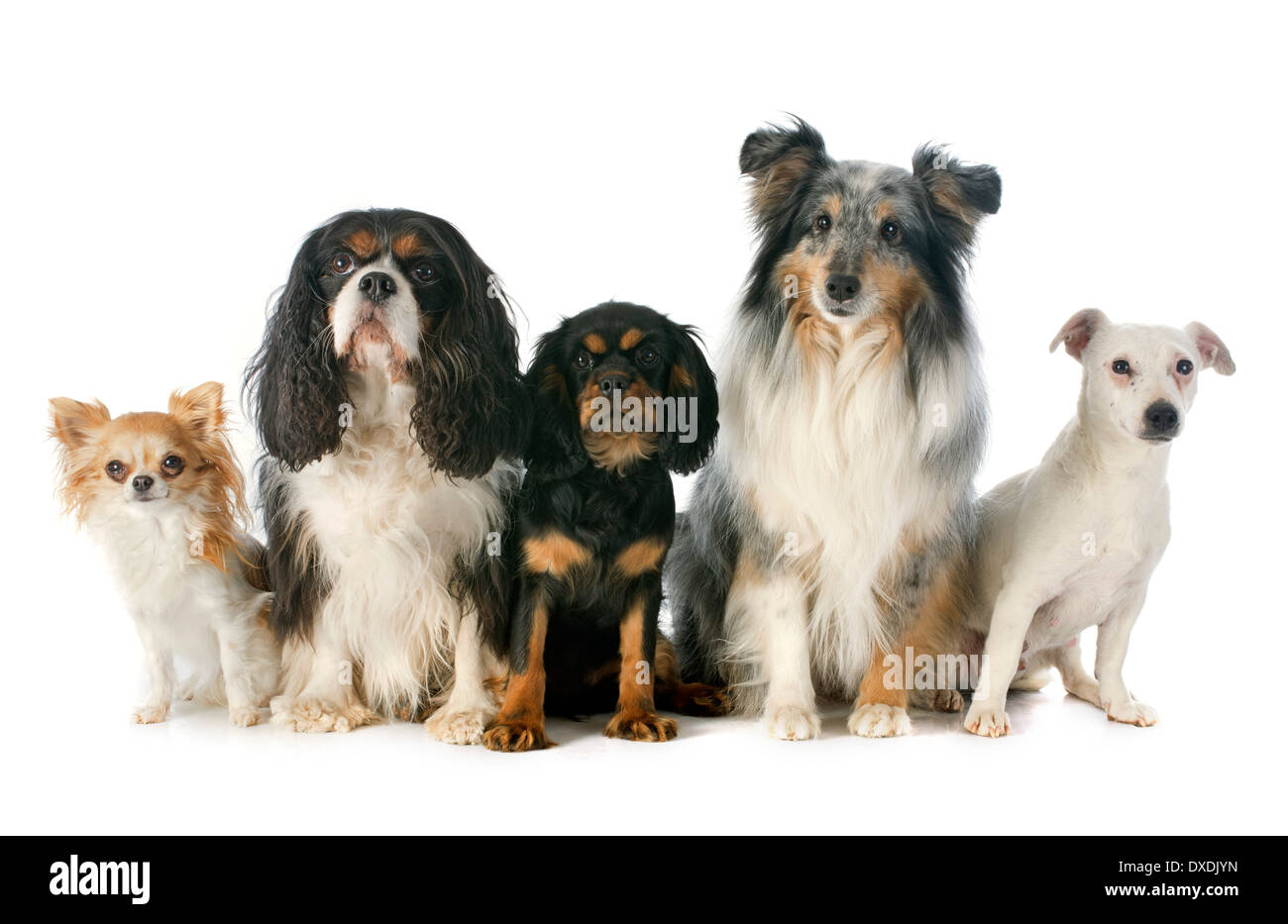 Cucciolo e adulto Cavalier King Charles, chihuahua, jack russel terrier e shetland sheepdog davanti a uno sfondo bianco Foto Stock