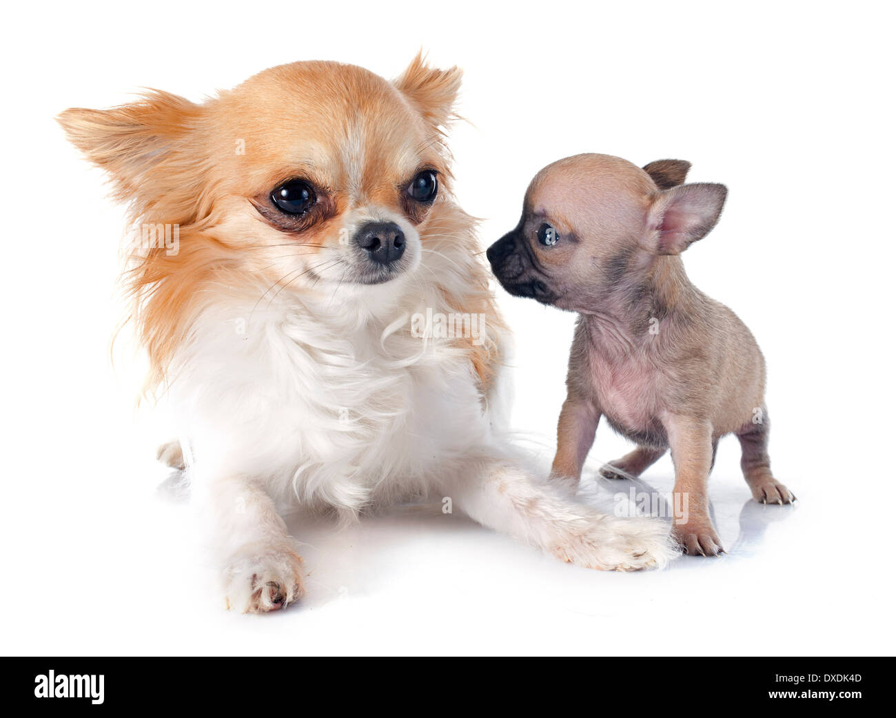 Cucciolo e adulto chihuahua davanti a uno sfondo bianco Foto Stock