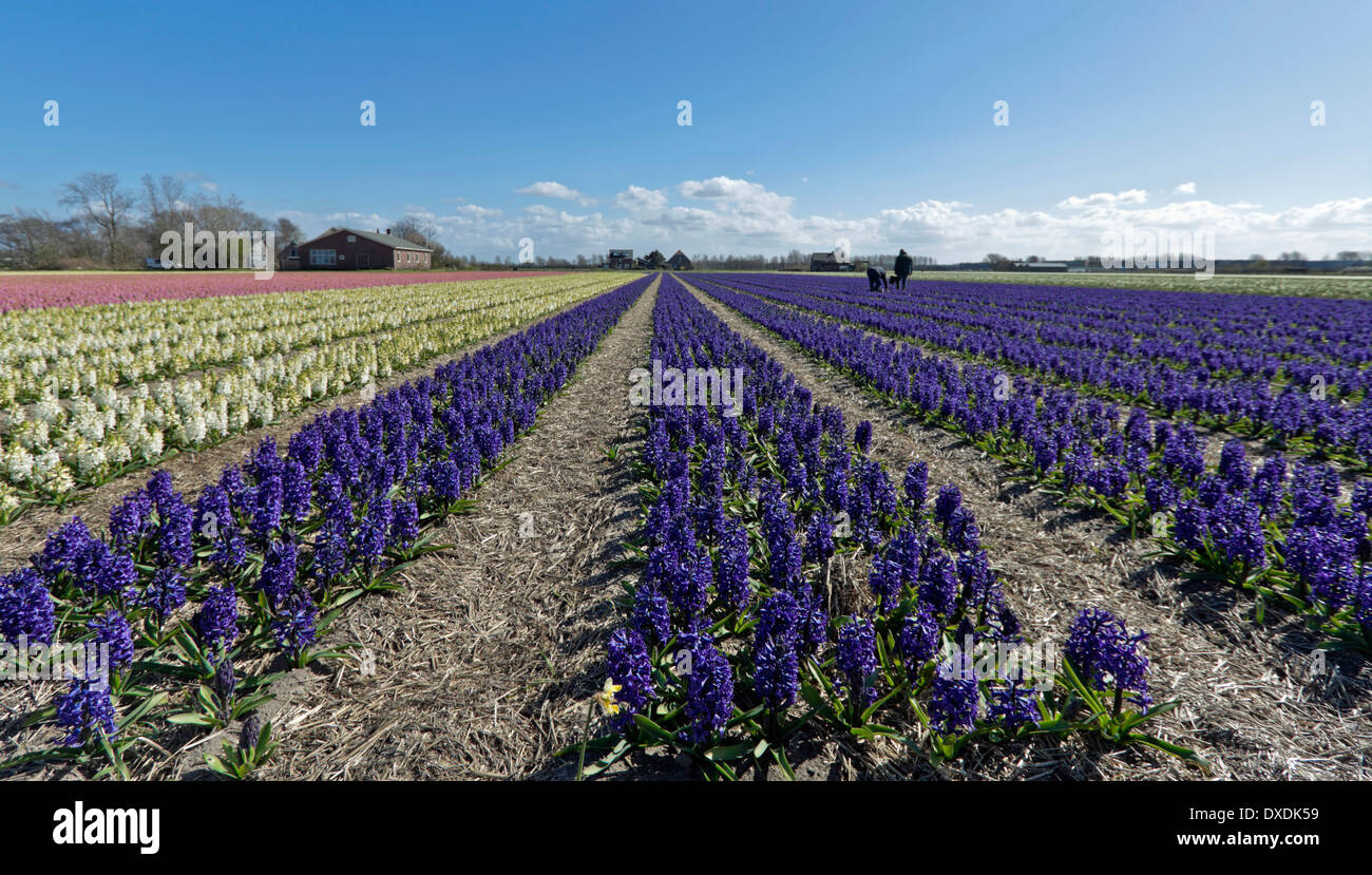 Campi di tulipani in primavera: un ampio angolo di visione di rosa, bianco e blu giacinti, Noordwijk, South Holland, Paesi Bassi. Foto Stock