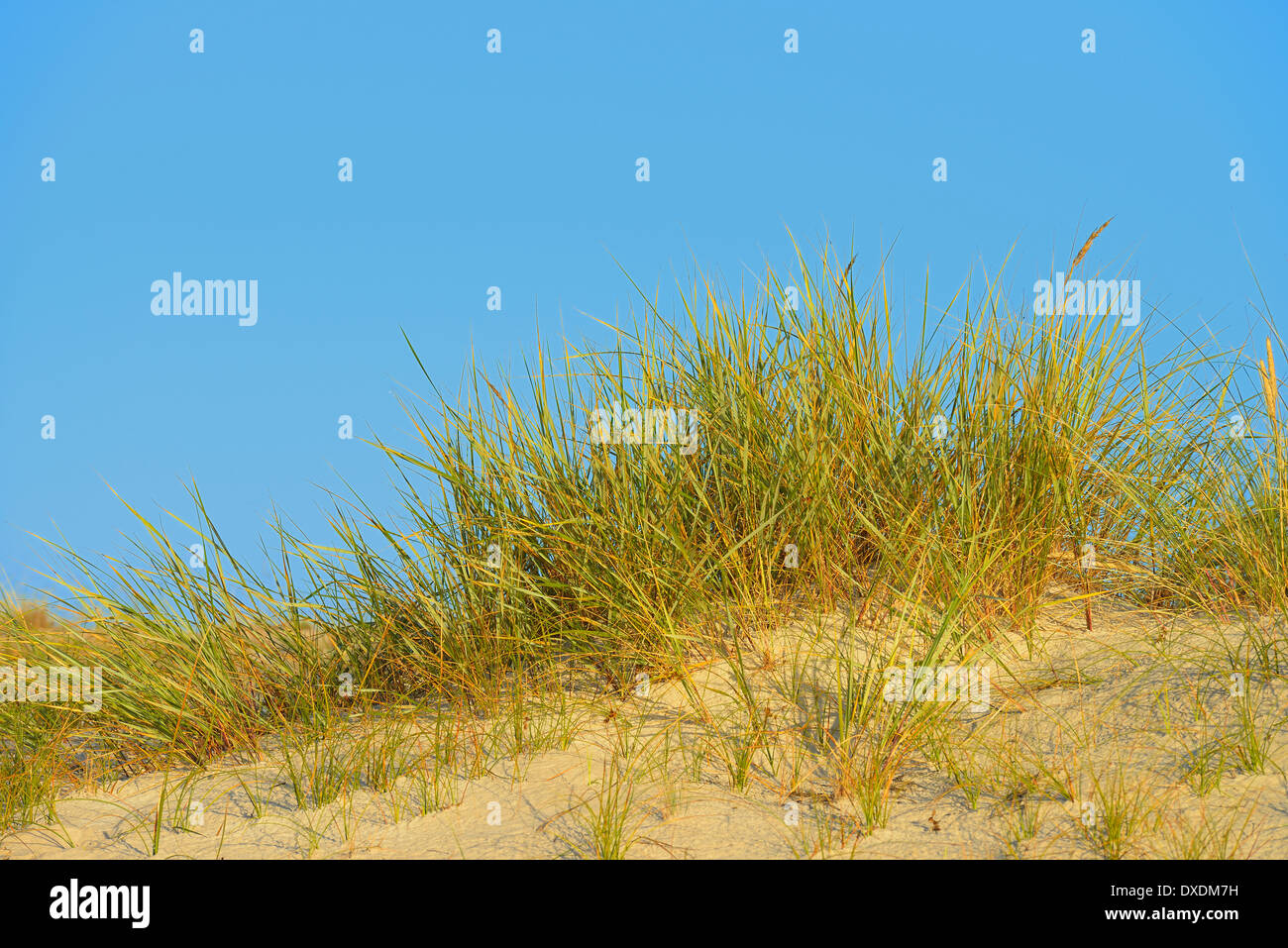 Le dune di sabbia e di erba Marram, Darsser Ort, Fischland-Darss-Zingst, Meclenburgo-Pomerania Occidentale, Germania Foto Stock