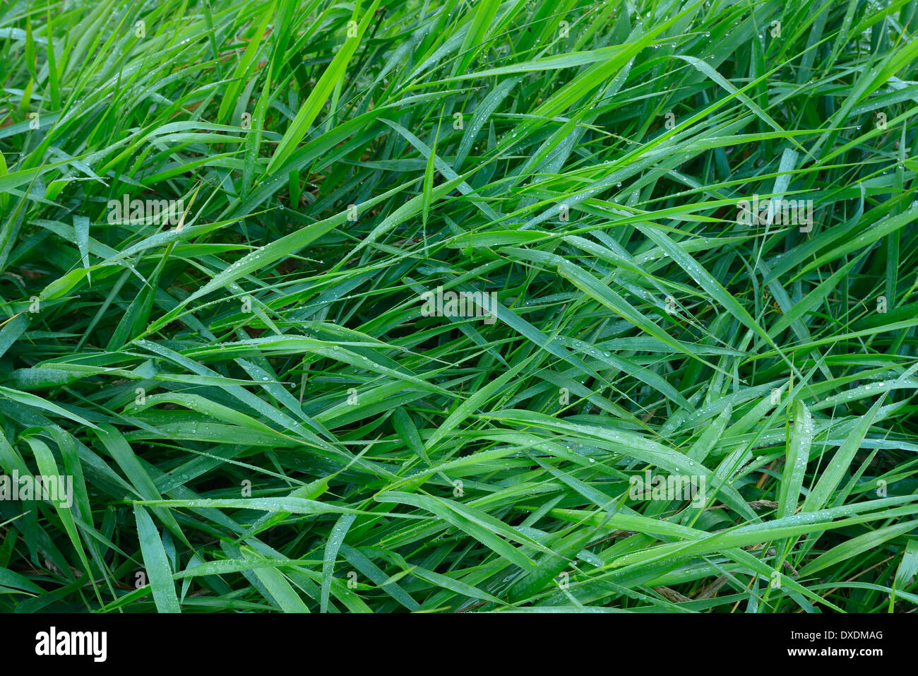 Close-up di erba con gocce di rugiada, Hesse, Germania Foto Stock