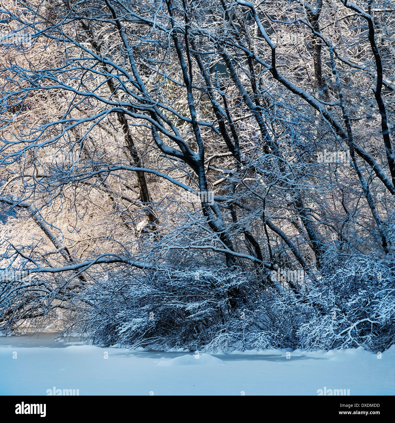 Inverno a Central Park di New York City, nello Stato di New York, Stati Uniti d'America Foto Stock