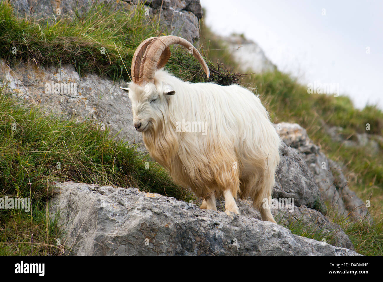 Maschi selvatici di capra del Kashmir sulle rocce del Great Orme, il Galles del Nord Foto Stock