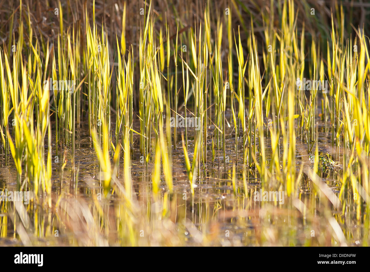 Close up di reed bed Foto Stock