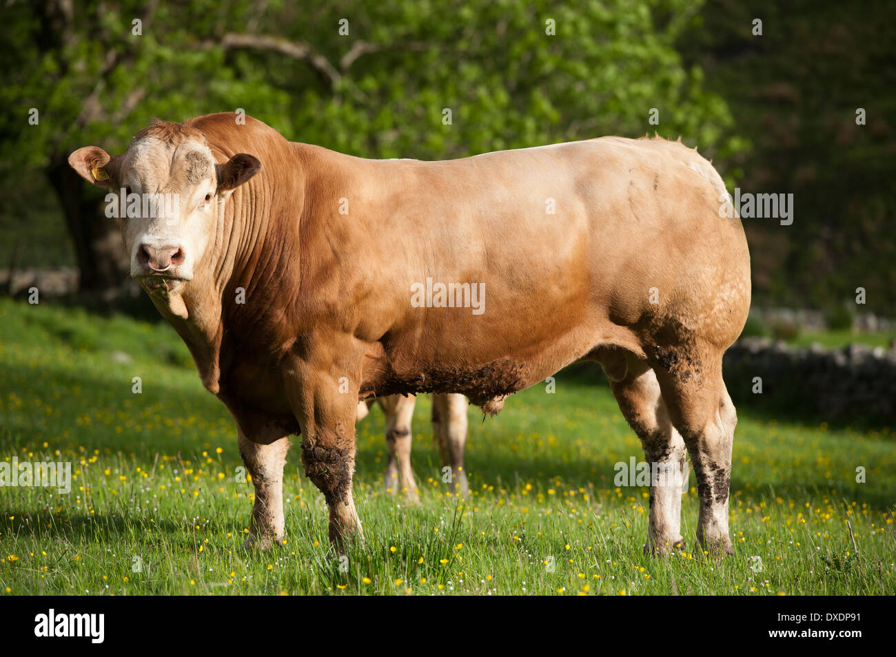 Estratto di manzo Foto stock - Alamy