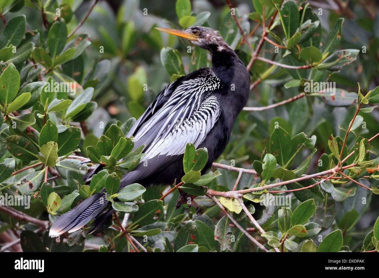 Anhinga (Anhinga anhinga) arroccato in fitte foglie verdi, mostra un elegante corpo nero, ali a motivi geometrici e un lungo becco appuntito in un habitat subtropicale. Foto Stock